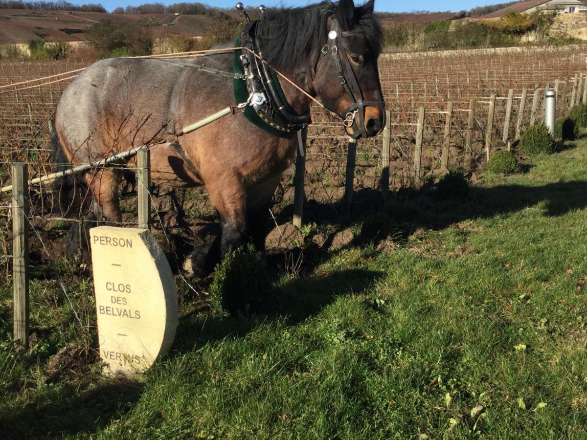 Le Clos Des Belvals Blancs-Coteaux Dış mekan fotoğraf