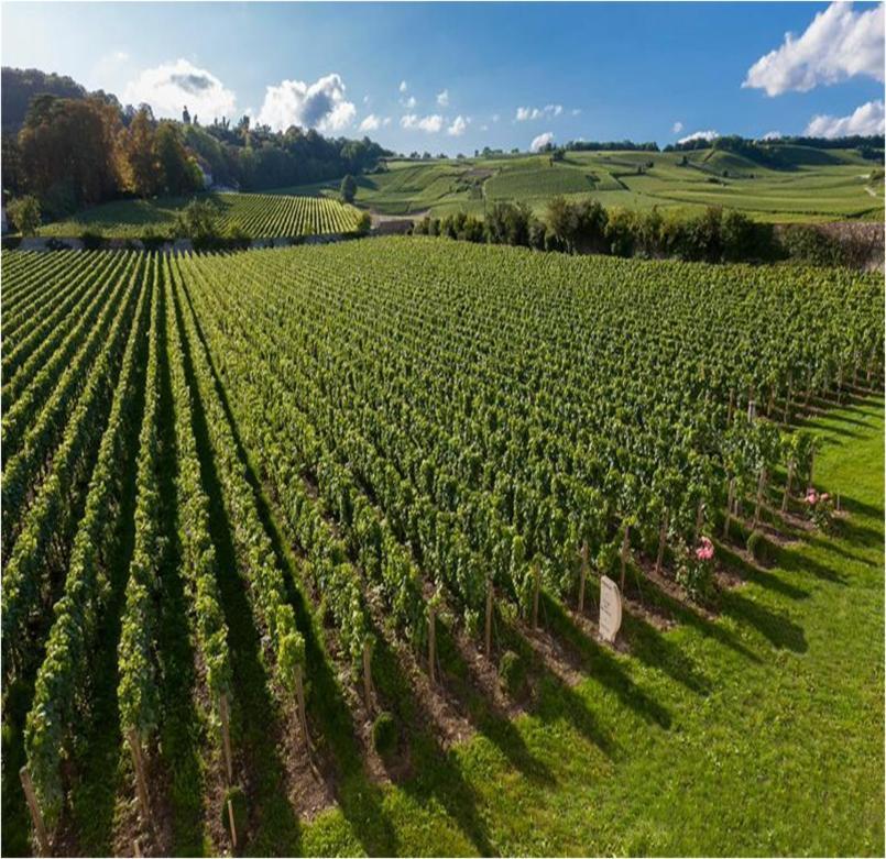 Le Clos Des Belvals Blancs-Coteaux Dış mekan fotoğraf